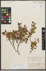Foto von Salix waldsteiniana Willd.